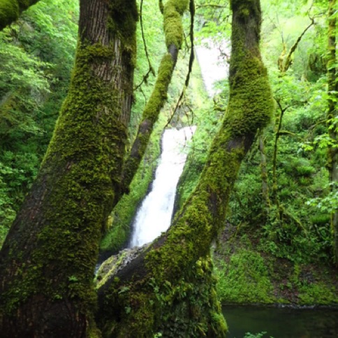 View of Bridal Veil Falls through the trees
